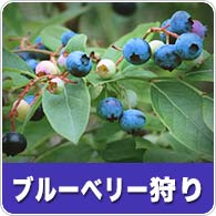 兵庫県でのブルーベリー狩り