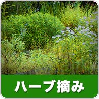 ハーブ摘み・ハーブティー無料