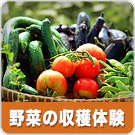 野菜の収穫体験