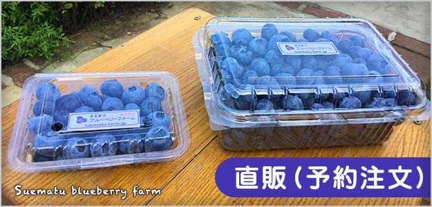 新鮮なブルーベリーの直売